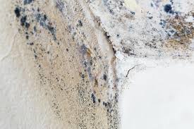 Why You Should Choose Our Mold Remediation Services in Addison, WV